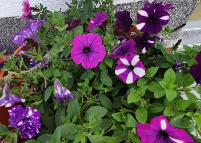 Διαμέρισμα Rose *